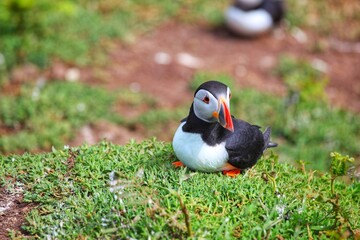 Puffins on Skomer island. © Paul