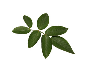Fototapeta premium Green rose leaf stem with five leaves isolated on white studio light for nature concepts