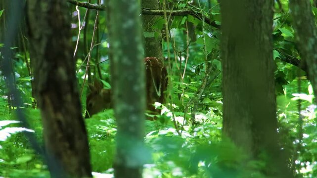 Spotted whitetail deer fawn hidden in dense green forest