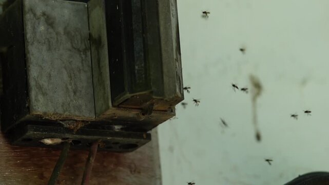 Close view of a group of stingless bees clustering around an electricity meter, highlighting urban wildlife, pollinators, and environmental interaction.
