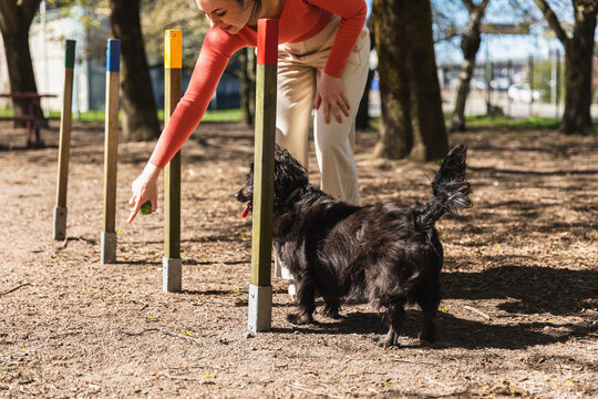 Black cocker agility slalom training with poles