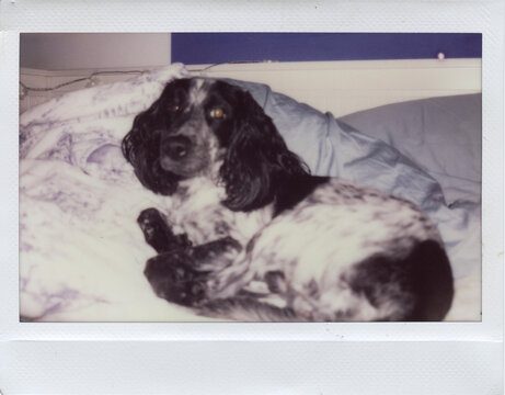 Cocker spaniel resting on rumpled bed sheets