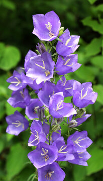 Peach-leaved bellflower (Campanula persicifolia) blooms in nature in summer