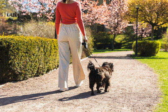 Legs and black cocker walking on sun-drenched pathway