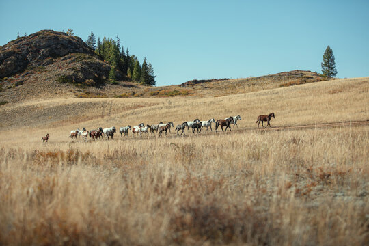 Herd of horses grazing in a mountain valley