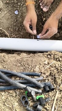 Close-up of a farmer inserting a drip irrigation connector grommet into a main PVC pipe