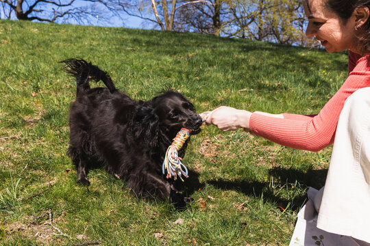 Woman playing tug of war with black cocker