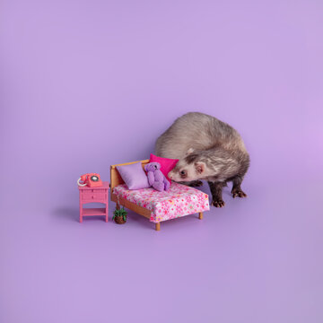 Ferret Beside Miniature Bed