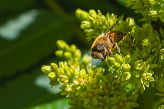 Hoverfly pollinating green flowering plant in a sunlit garden macro close up with natural background