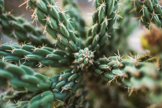 Organic cactus pattern with spines and natural symmetry
