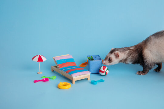 Ferret Exploring Miniature Beach