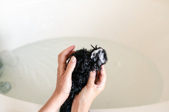 wash and dry dog