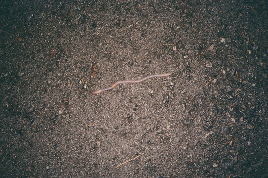 Film photo of a long earthworm on asphalt with flash.