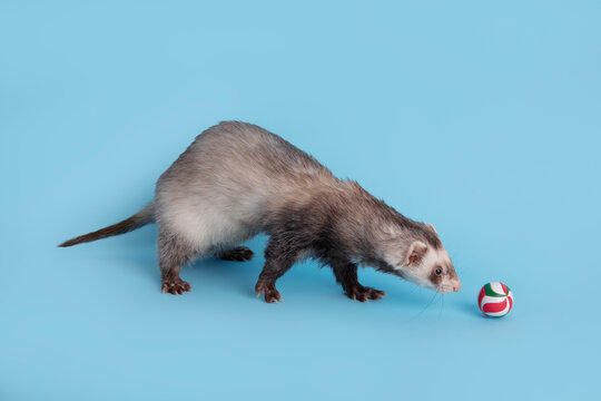 Ferret Playing With Ball