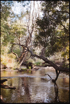River Flows Through Trees in the Afternoon Sun Near the Bank