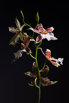 Orchid flowers bloom in a dark setting with bright colors