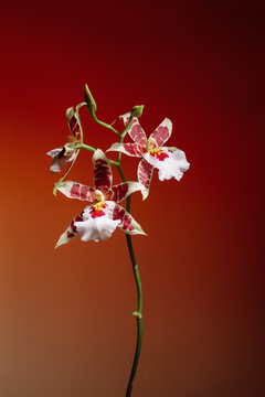 Colorful orchids bloom in a bright setting during the day