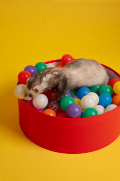 Ferret in Colorful Ball Pit