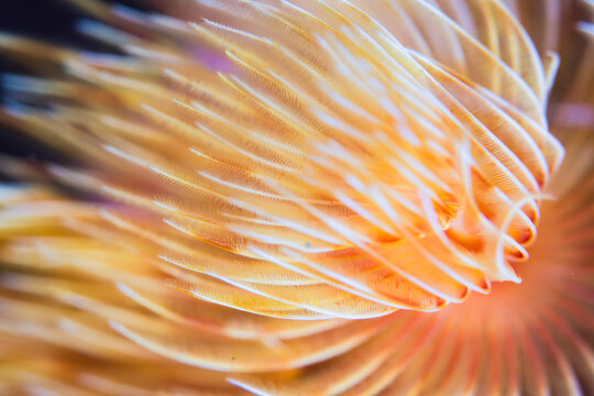 Feather-stars