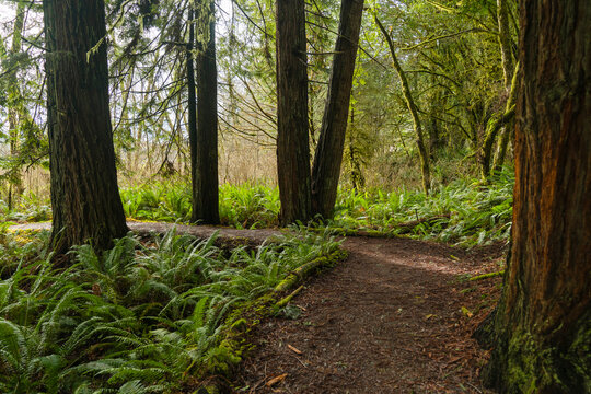 hiking trail Prairie Creek Redwoods State Park