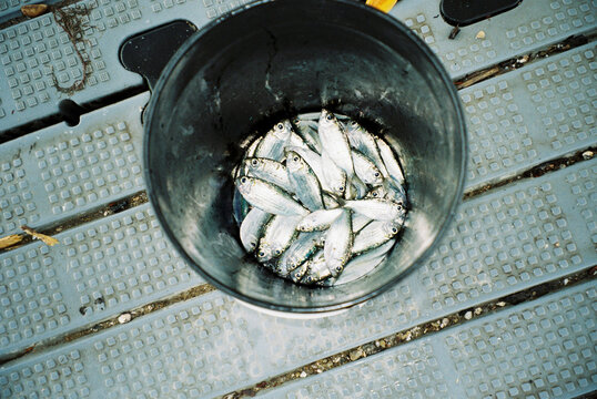 Freshly Caught Bait Fish in Bucket on Weathered Jetty
