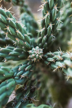 Abstract cactus texture with sharp spines in soft focus