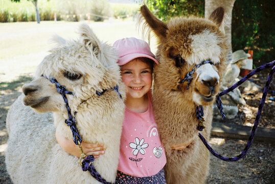 Young girl hugging alpacas in rural paddock