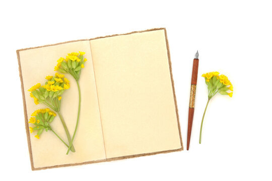 Cowslip flowers nature study, old hemp notebook, nib pen on white. Herbal flora used to treat respiratory problems, is a sedative, diuretic, anti inflammatory.