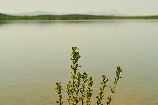 Branches interrupting the waterscape