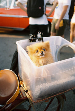 Fluffy Pomeranian Dog Sitting in Bicycle Basket on City Street