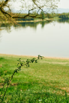 Blackberry branch in the middle of spring
