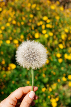 Hand Holding Dandelion Against Floral Field