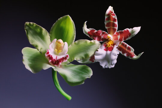 Colorful orchids on display in a dark background
