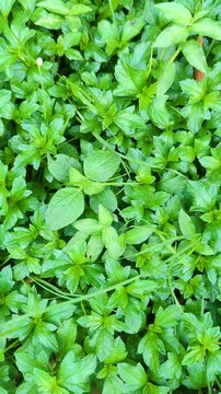 Green Ground Cover Plants, Dense Foliage Texture, Fresh Natural Vegetation Background