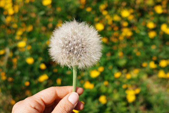 Hand Holding Dandelion Against Floral Field