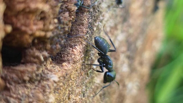 Black carpenter ant walking on rough tree bark, displaying detailed exoskeleton texture and jointed legs in a natural environment during daytime searching for food