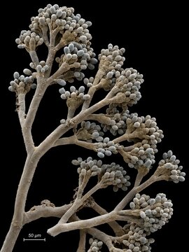 Botrytis cinerea &mdash; Gray Mold Conidiophore Tree SEM. Conidiophore tree of Botrytis cinerea bearing clusters of conidia.