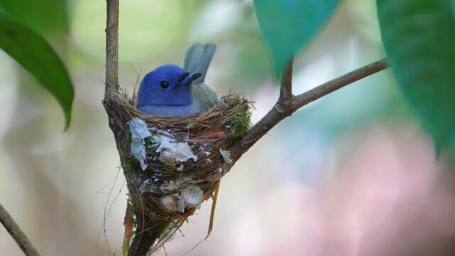 Bird fly catching insects, black head spigot black naped Building a nest in a small tree