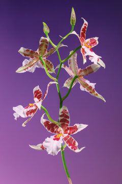 Orchid flowers bloom with unique shapes and colors in soft light