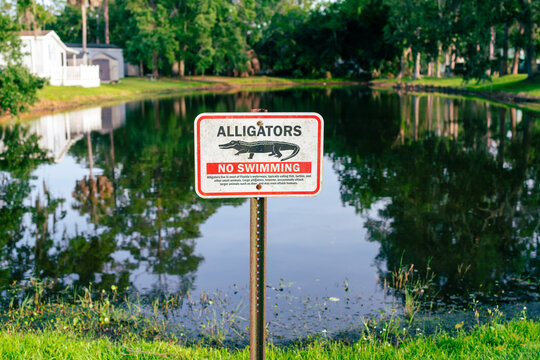 Quiet pond with alligator warning sign and mobile homes