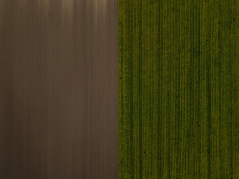 Agricultural Fields With Geometric Patterns