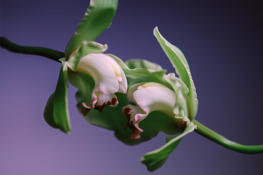 Orchids bloom in close view under soft lighting in studio setting