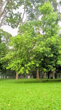 Static shot of a beautiful green lawn and lush leafy trees inside a peaceful public park