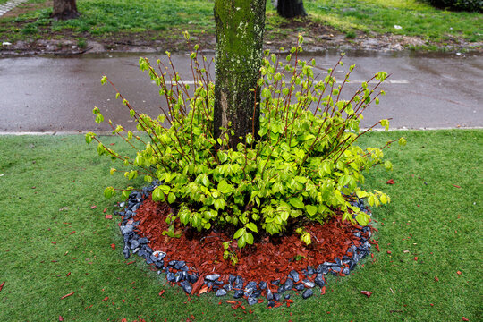 Decorated tree trunk in the rain