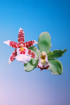 Flowers display colors and shapes during bright lighting