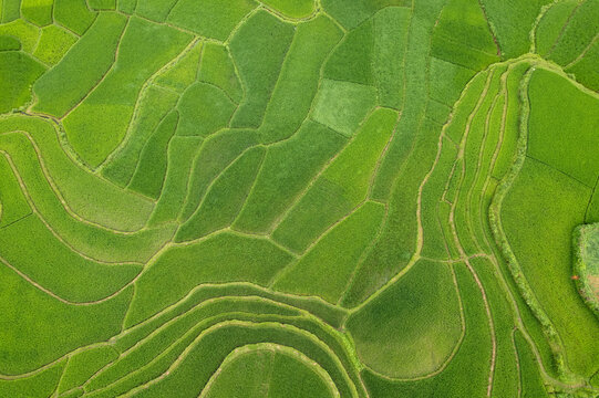 Aerial Rice Field Patterns