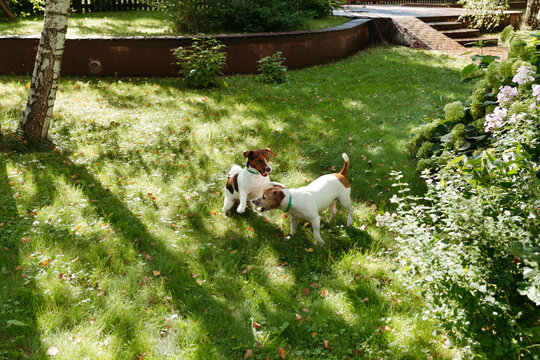 Two Playful Dogs Enjoying a Sunny Afternoon in the Garden