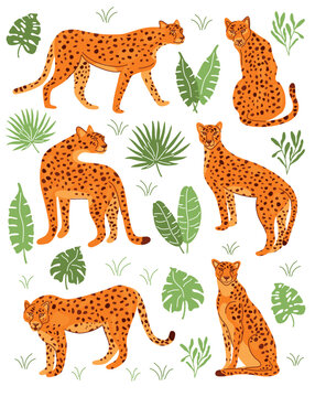 Set of cheetahs in different poses on an exotic white background with casts vector illustration
