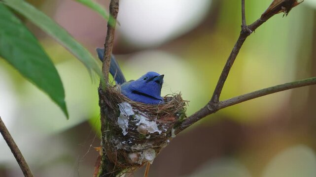 Bird fly catching insects, black head spigot black naped Building a nest in a small tree