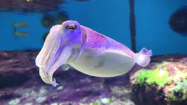 Cuttlefish amazing sea creature in a marine aquarium